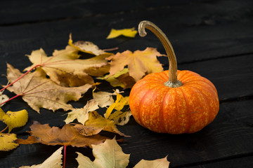 Small orange pumpkin with autumn leaves on a dark wooden background with copy space on the left. Pumpkins are often used as halloween decorations or as ingredient for thanksgiving food recipes.