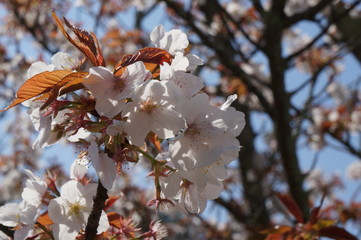 桜