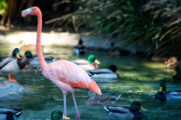 Flamingo 1