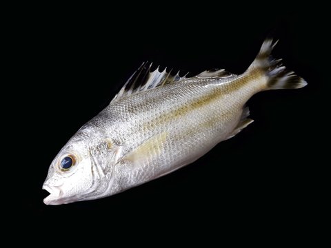 Target fish, Crescent bass, Tiger bass, Jarbua terapon fish isolated on black background 