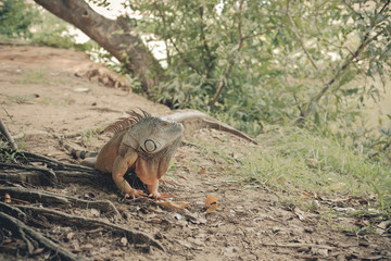 Iguana
