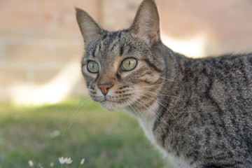 Obraz premium Tabby cat with flowers