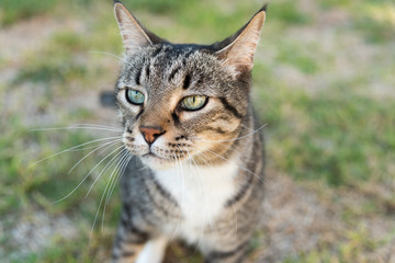 Tabby cat with big whiskers