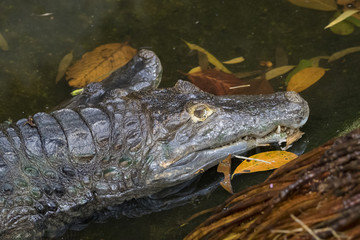 The image of a large crocodile in the water.