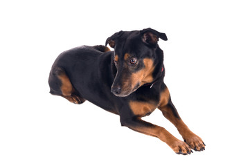 Dog lies. Sad lost look. Isolated on white background