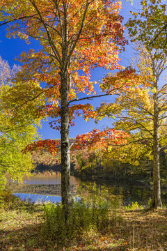 Sugar Maple Tree Foliage on Catskills Pond
