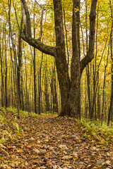 Obraz premium Looming Tree on Shaverton Trail