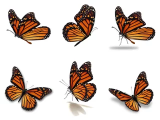 Foto auf Acrylglas Schmetterling Monarchfalter Set