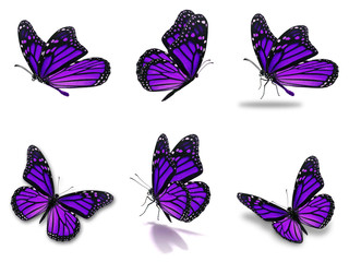 ensemble de papillons monarques