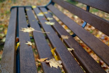 Fototapeta premium ベンチの上の落ち葉