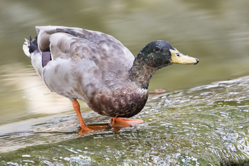 Image of male mallard ducks (Anas platyrhynchos) standing on the