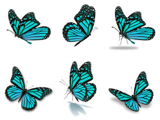 Fototapeta premium monarch butterflies set