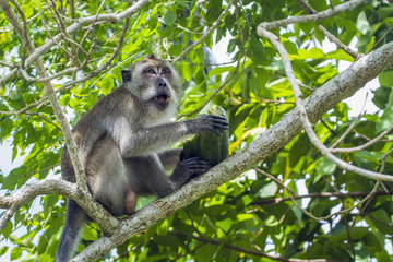 Crab-eating Macaque in Kho Muk, Thailand