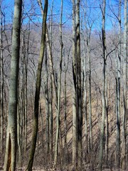 Obraz premium Winter Woods Vertical