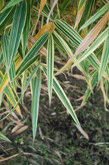 détail bambou panaché dans un jardin