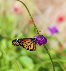 Monarch butterfly wrinkled wings