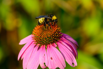 Bumble bee on Pink Cone Flower (Echinacea purpurea)