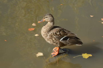 Mallard duck hen perched on rock with autumn fallen leaves in lake