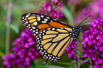 monarch (Danaus plexippus) sipping nectar from tiny lavender flo