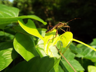 ホソヘリカメムシ