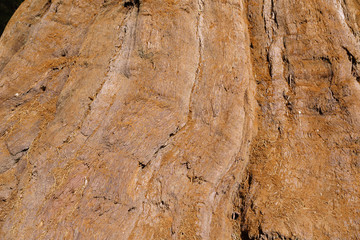 Sequoia Tree Bark in Sequoia National Park