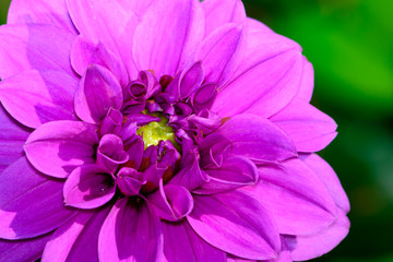 Lavender Dahlia Close-up