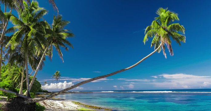 Tropical sandy beach on south side of Samoa Island with many palm trees.