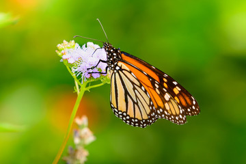 Monarch Autumn - Monarch gathering Nectar  from  lavendar flower