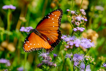 queen butterfly (Danaus gilippus)