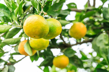 Fresh oranges grow on the tree,in fruit plantations