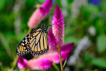 monarch (Danaus plexippus) On bright pink flowers