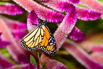 monarch (Danaus plexippus)