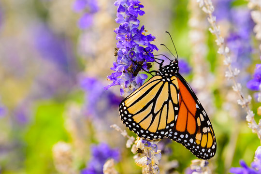 monarch (Danaus plexippus) gathering nectar from small violet 