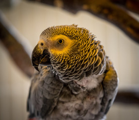 African Grey