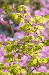 楓の花