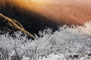 Snow flower and sunrise on  Mountain in korea