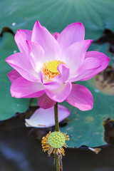 Flowers lotus pink.