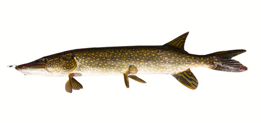 Pike fish isolated on white