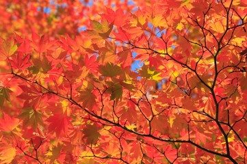 日本の秋　支笏洞爺国立公園　洞爺湖