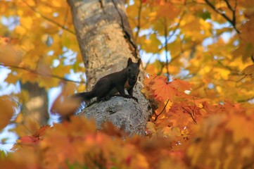 こっちを見つめるエゾリス