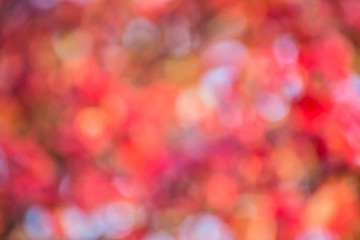 autumn background, bokeh effect
