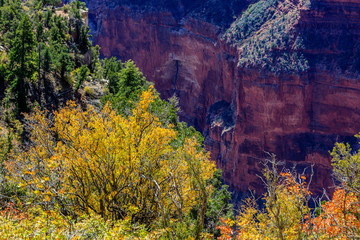 Fall Along the North Rim of the Grand Canyon