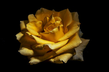 Strong Yellow Rose