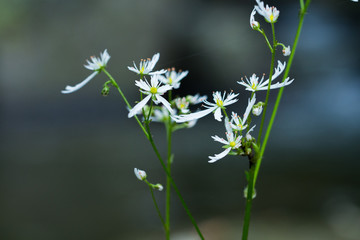 ダイモンジソウ