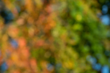 autumn background, bokeh effect