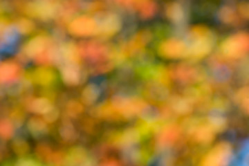 autumn background, bokeh effect