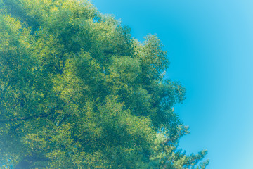 Tree and sky