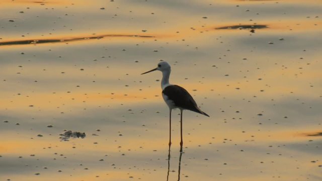 Hunger Games : Bird searching for food during golden hour of sunset.