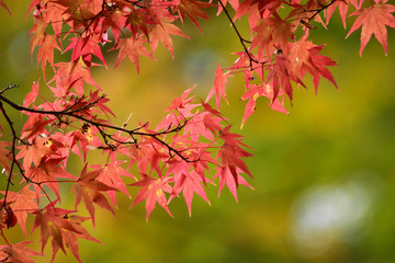 明るい色のもみじ