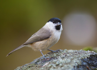 Marsh tit, Poecile palustris.